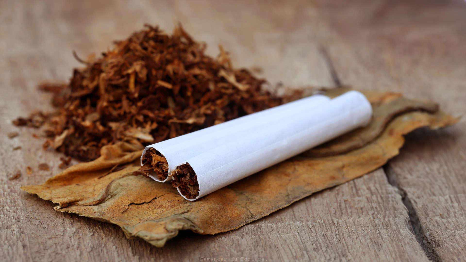 L'industrie du tabac; quels sont ses impacts sur l ...